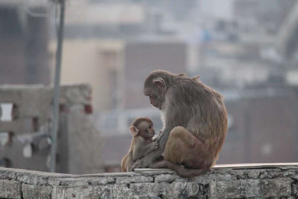 Le scimmie indiane nel Rajasthan - blog di viaggi