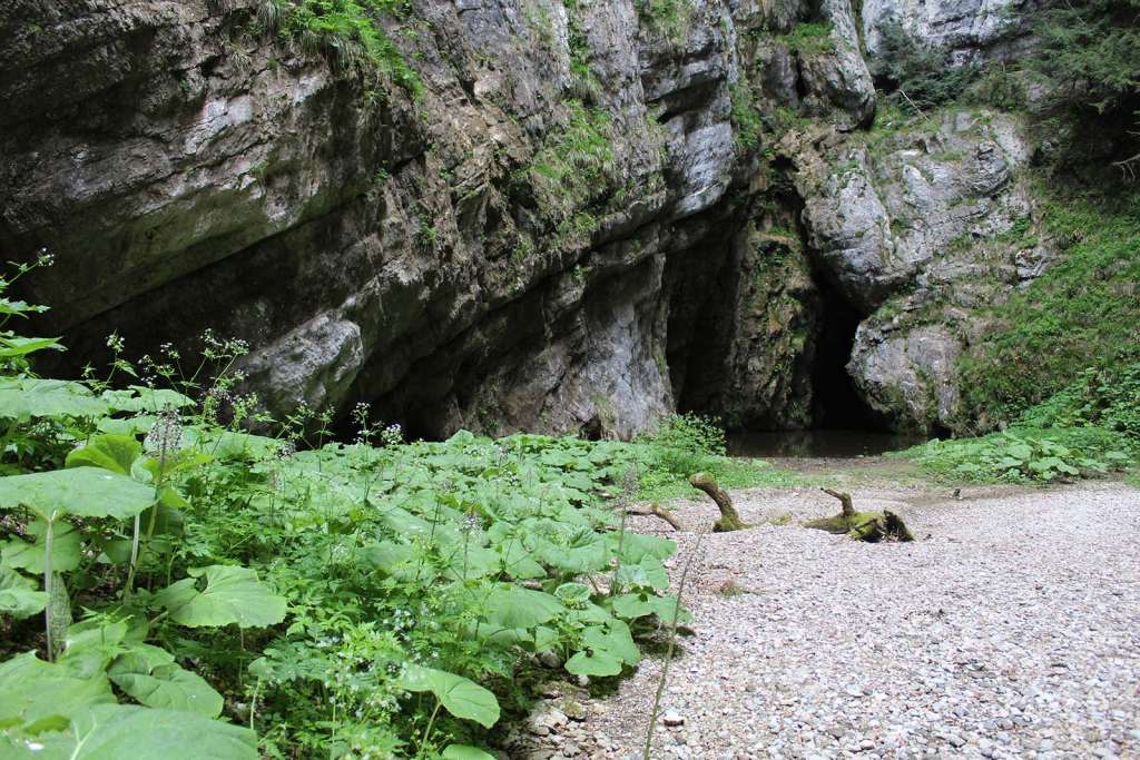 La vegetazione tropicale all'interno dell'Affondatore di Vallivona nel Cilento - blog di viaggi