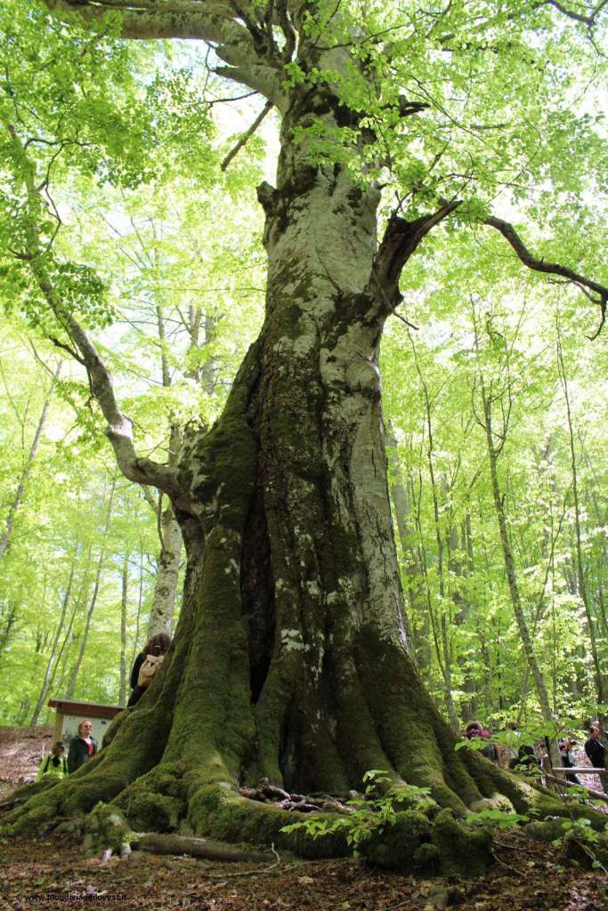 Nella Riserva Naturale di Montedimezzo - Blog di viaggi
