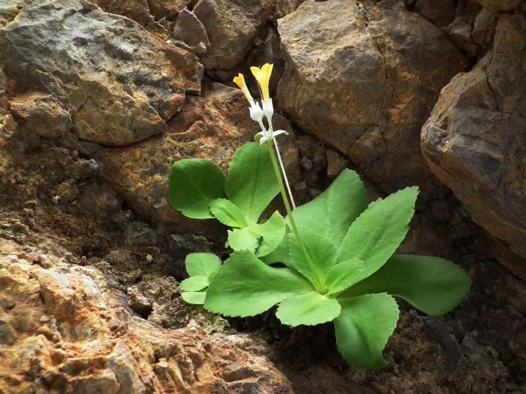 Alla ricerca della primula di Palinuro del cilento - blog di viaggi