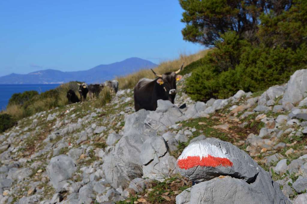 Il sentiero della Primula segnalato dal CAI - blog di viaggi