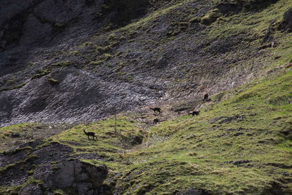 Avvistare i camosci sul Monte Camicia in Abruzzo - blog di viaggi