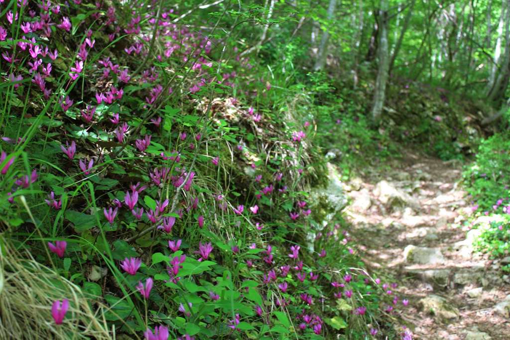 La flora lungo il sentiero delle Scalelle nella Valle dell'Orfento - blog di viaggi