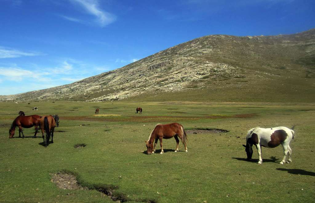 Cavalli al pascolo in Corsica - blog di viaggi