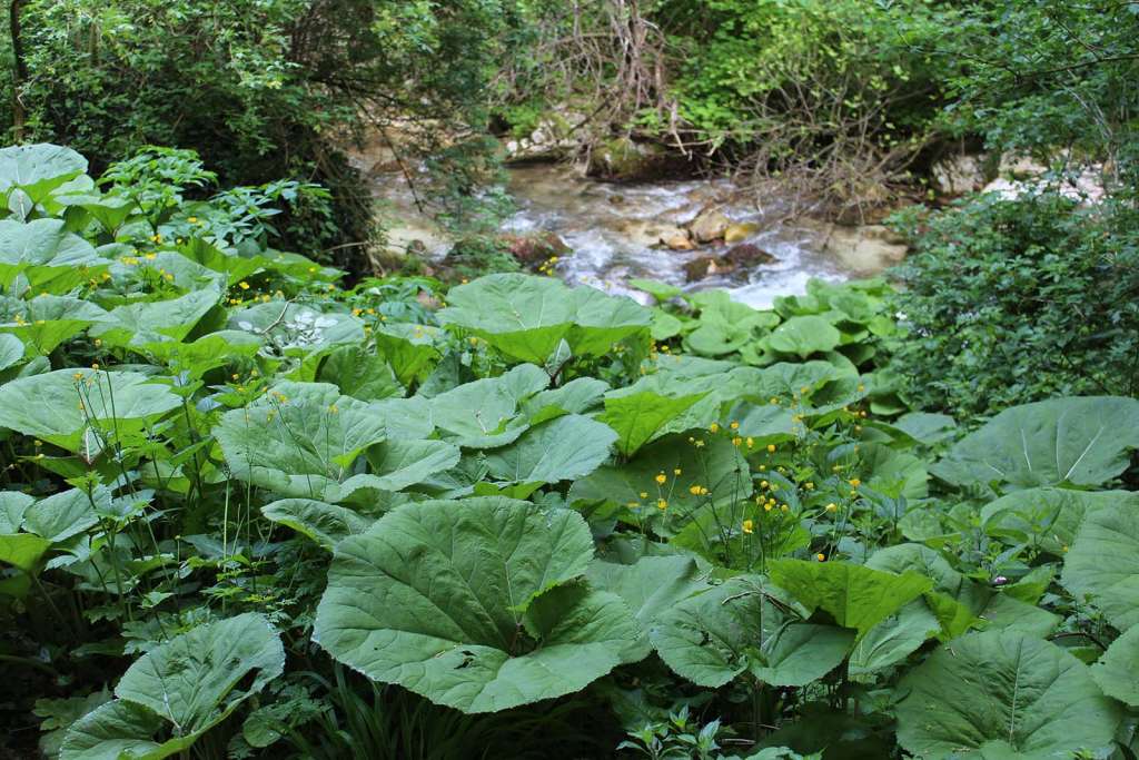 La ricca vegetazione che si trova nella Valle dell'Orfento - blog di viaggi