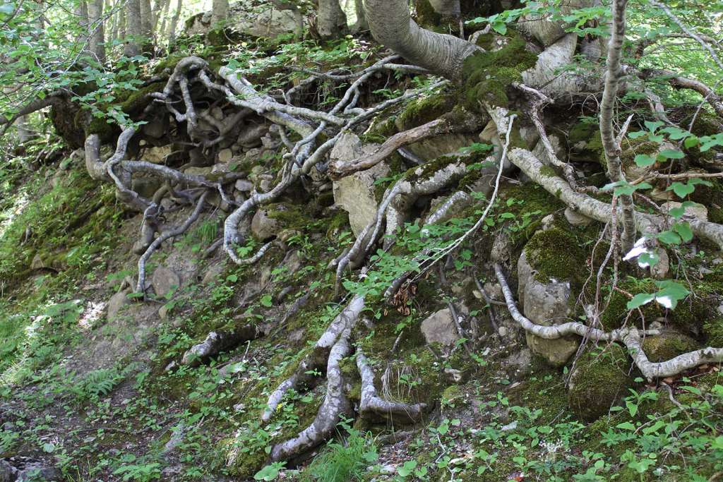 Le radici degli alberi sul Monte Gorzano - blog di viaggi