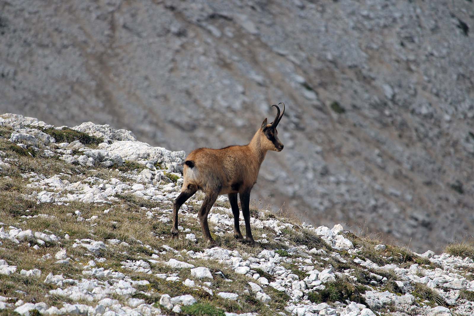 splendido esemplare di Camoscio presente sul Monte Amaro in Abruzzo - Blog di viaggi