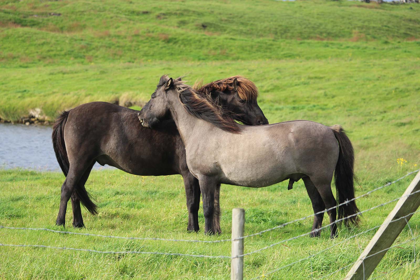 Cavalli islandesi al pascolo nella penisola di  Reykjanes - blog di viaggi