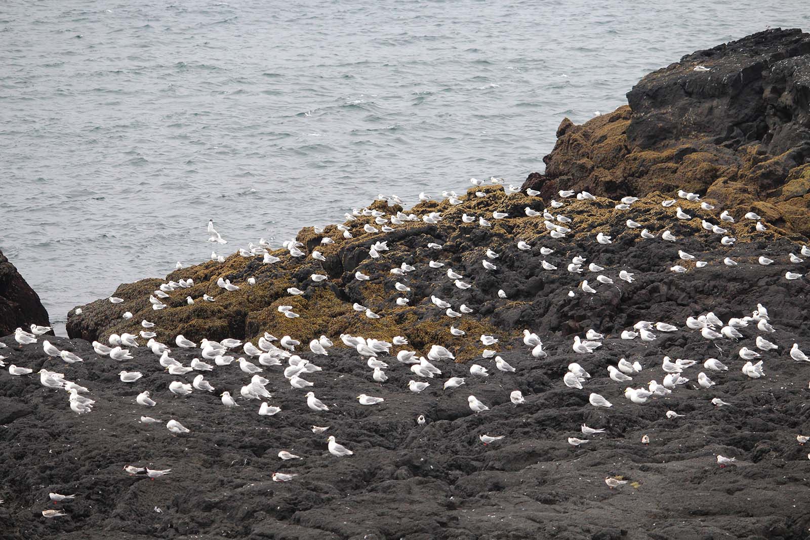 stormo di volatili sulla scogliera Valahnukamol in Islanda - blog di viaggi