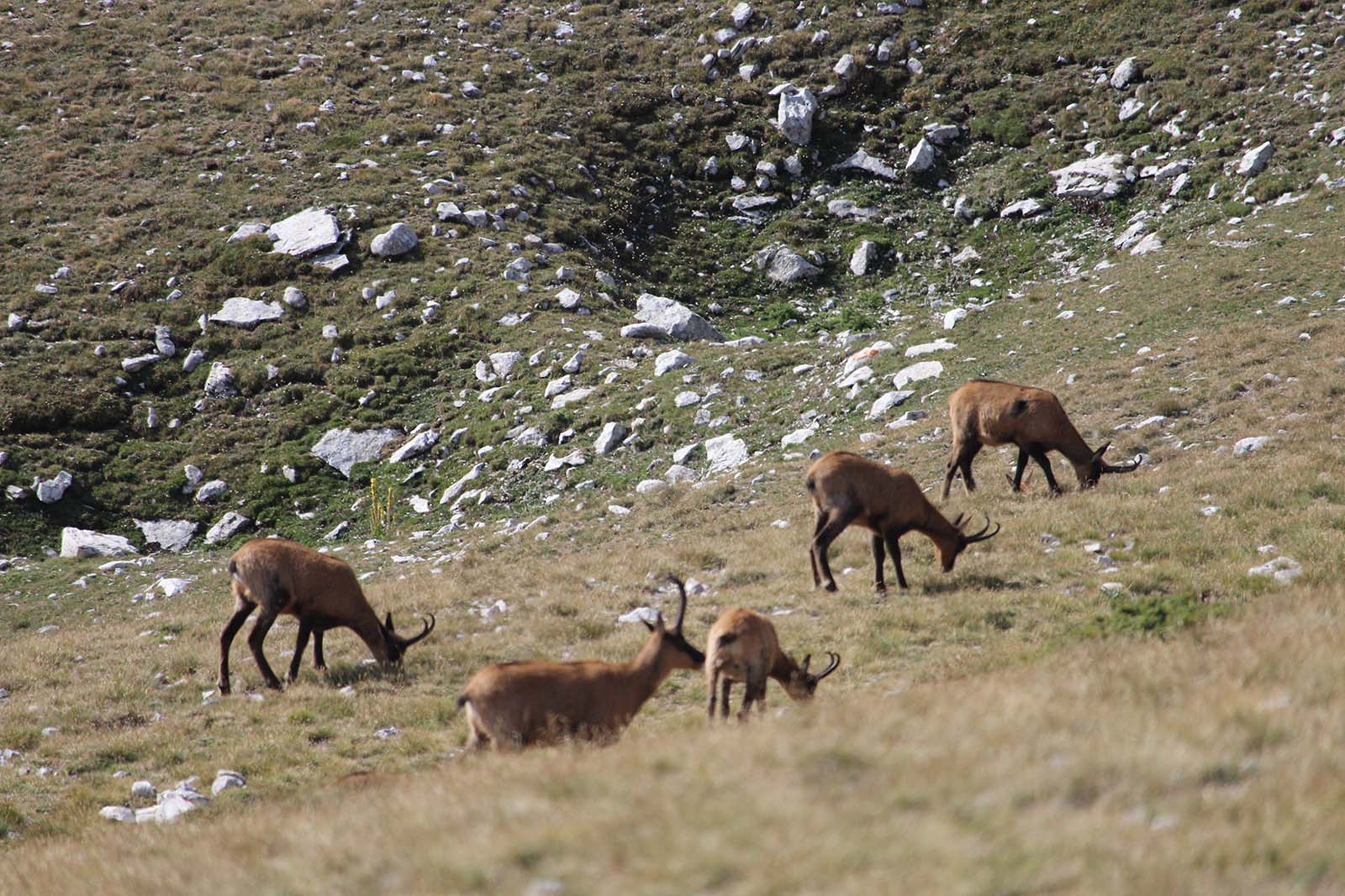 Esemplari di camoscio nel Parco Nazionale della Majella sul Monte Amaro - blog di viaggi