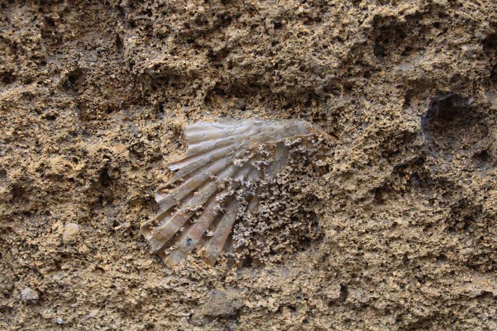 Un fossile presente sulla pietra locale a Palermo - blog di viaggi