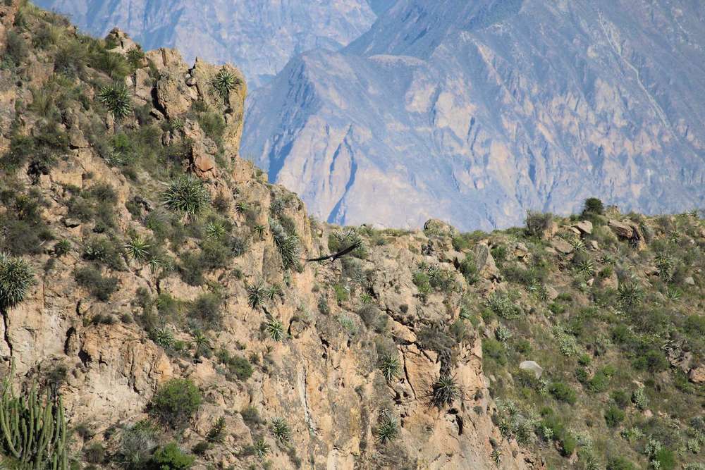 avvistamento del condor andino lungo il colca canyon in Perù - blog di viaggi