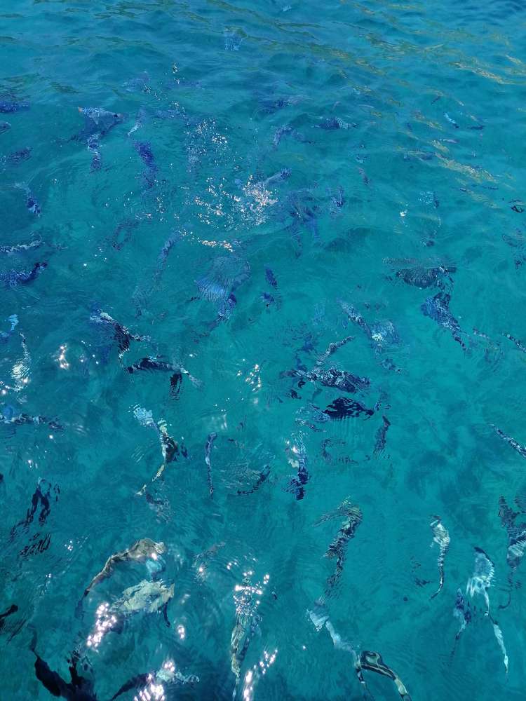 i pesci delle isole tremiti - blog di viaggi