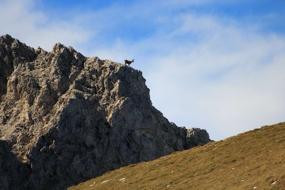 avvistamento camoscio sul Gran Sasso in Abruzzo - blog di viaggi