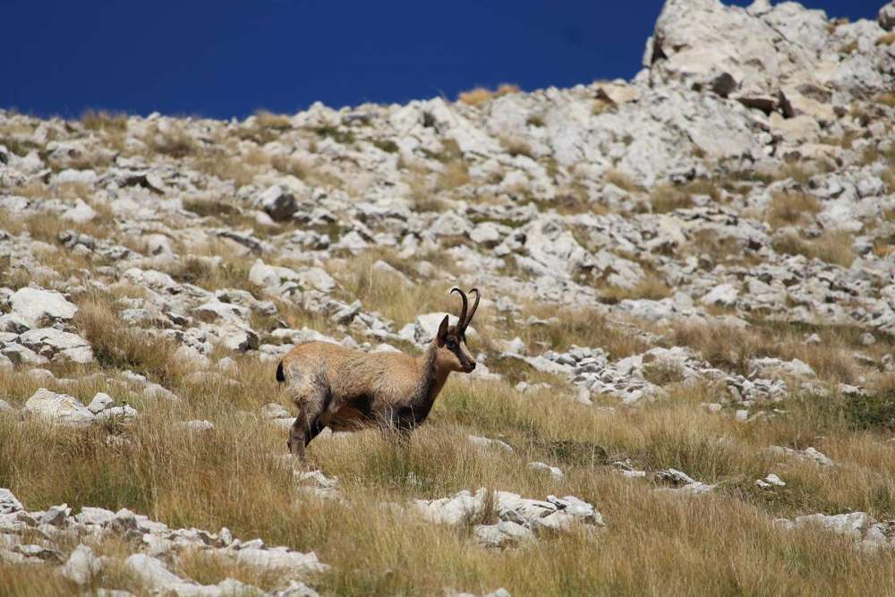 vedere i camosci sul Monte Camicia - blog di viaggi