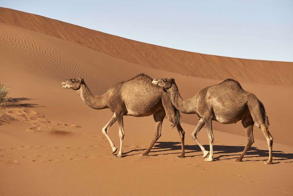 escursioni nel deserto con partenza da Marrakech - blog di viaggi