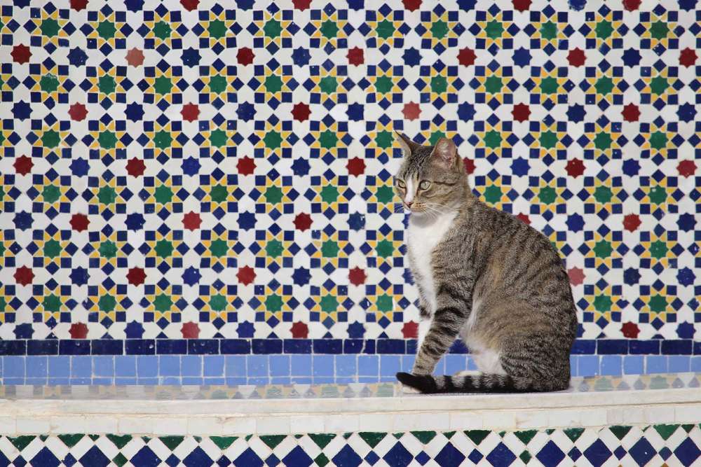 numerosi gatti per la medina di Rabat in Marocco - blog di viaggi