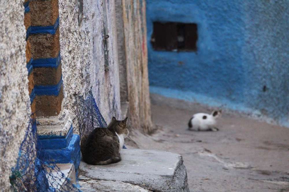 i gatti come elemento caratteristico nelle medine del Marocco - blog di viaggi