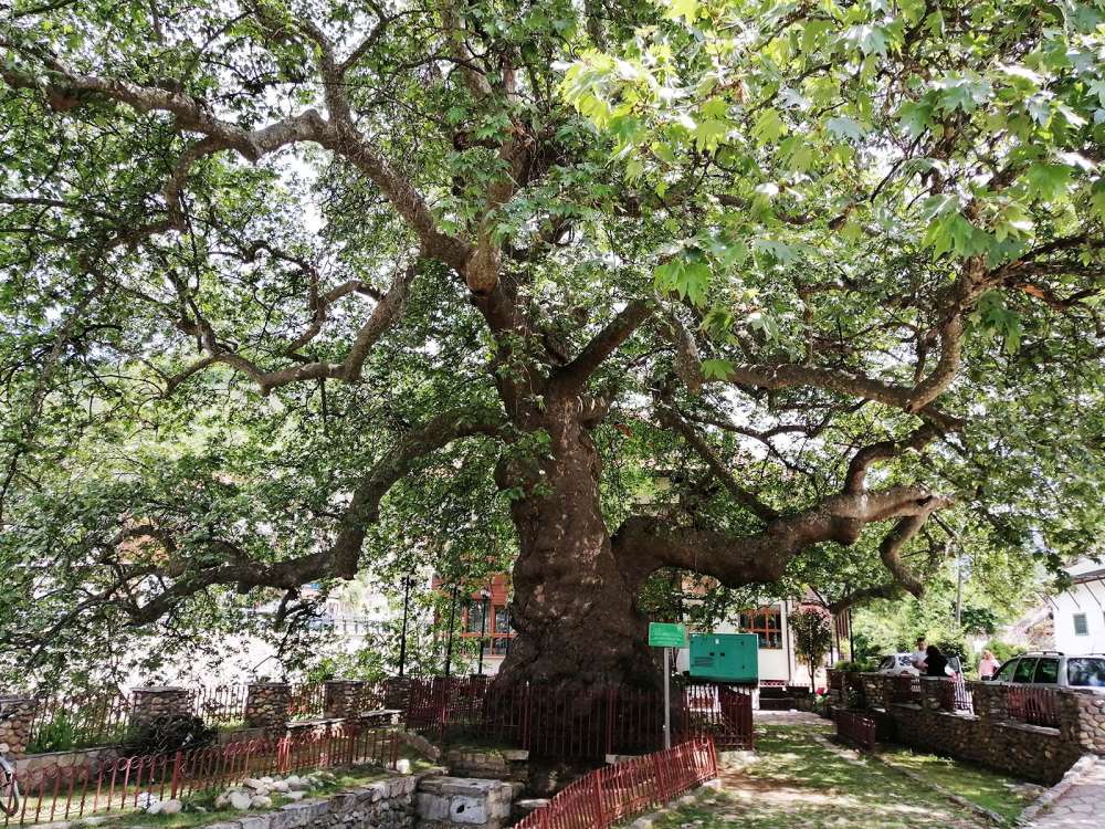 Platano gigante da visitare a Prizren in Kosovo - blog di viaggi