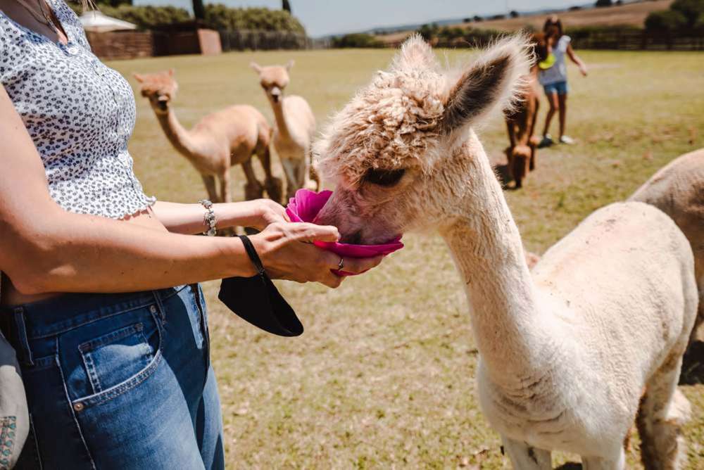esperienza con gli Alpaca nella Tuscia - blog di viaggi