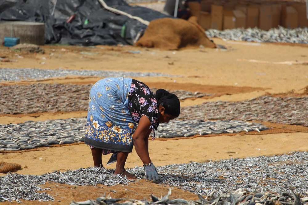 Mercato essiccazione del pesce a Negombo in Sri Lanka - blog di viaggi