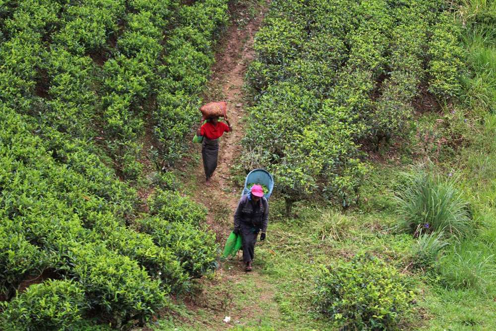 raccolta del tea in Sri Lanka nelle piantagioni 