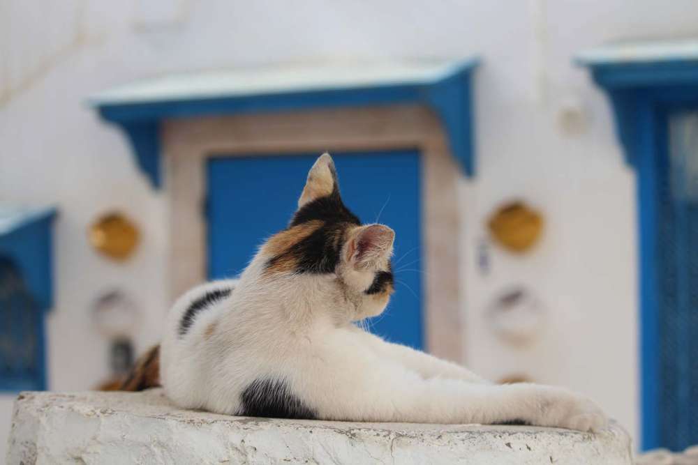 il villaggio di Sidi Bou-Said in tunisia - blog di viaggi