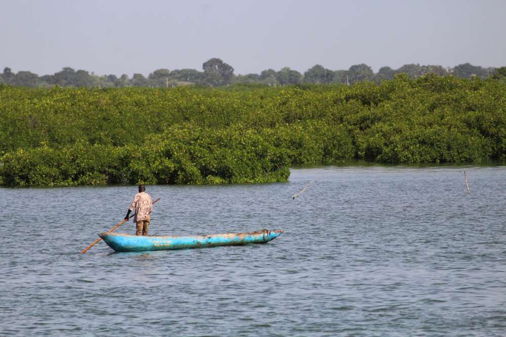 Nelle mangrovie di Joal-Fadiouth in Senegal - blog di viaggi