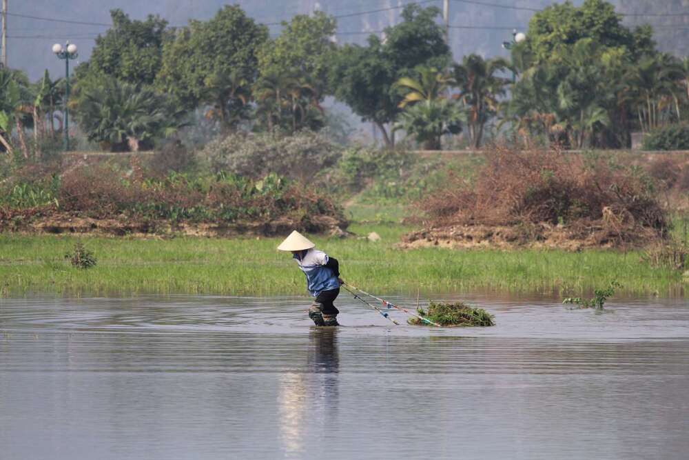 lavorazioni nei campi di risaie in Vietnam - blog di viaggi